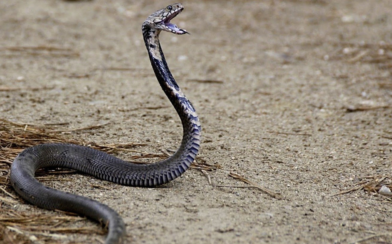 Cobra da Morte Nome Científico