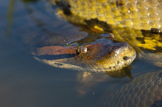 Cobras Aquáticas Mais Venenosas do Mundo