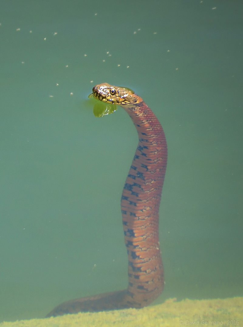 Cobras Aquáticas Brasileiras: Conhecendo as Principais Espécies