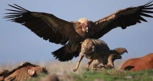 Condor da Califórnia Atacando Um Lobo