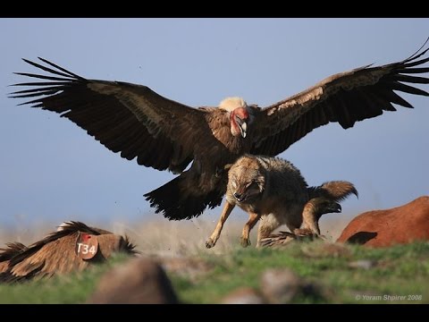 As Maiores Aves Voadoras do Mundo