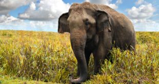 Elefante Asiático se Alimentando