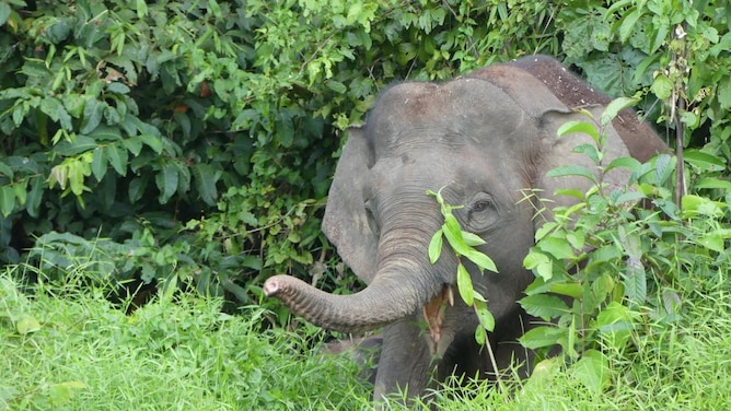 Elefante da Floresta: Características, Comportamento e Fotos