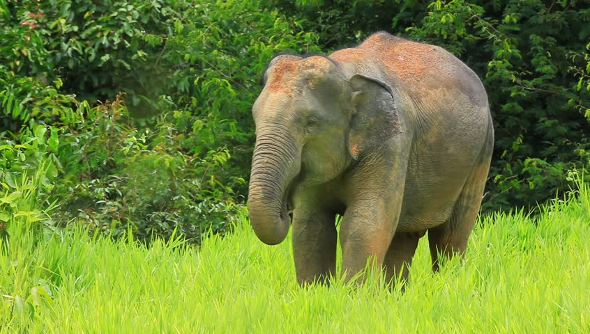 Elefante-Sírio: Curiosidades, Extinção, Altura e Fotos