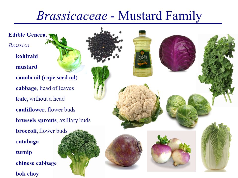 Brassicaceae: Características Gerais