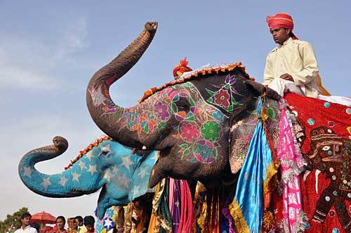 Elefante Indiano: Características, Comprimento, Altura e Fotos