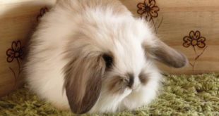 Fuzzy Lop