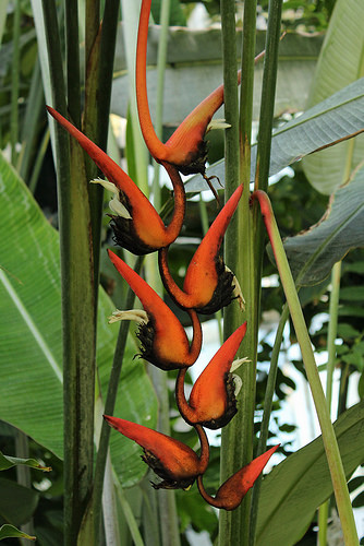 Heliconias Brasileiras