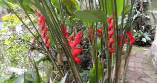 Heliconia Bihai