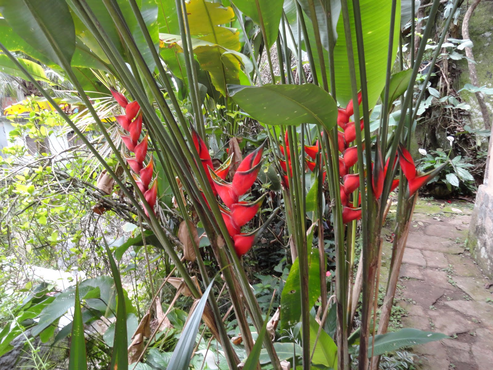 Origem da Heliconia