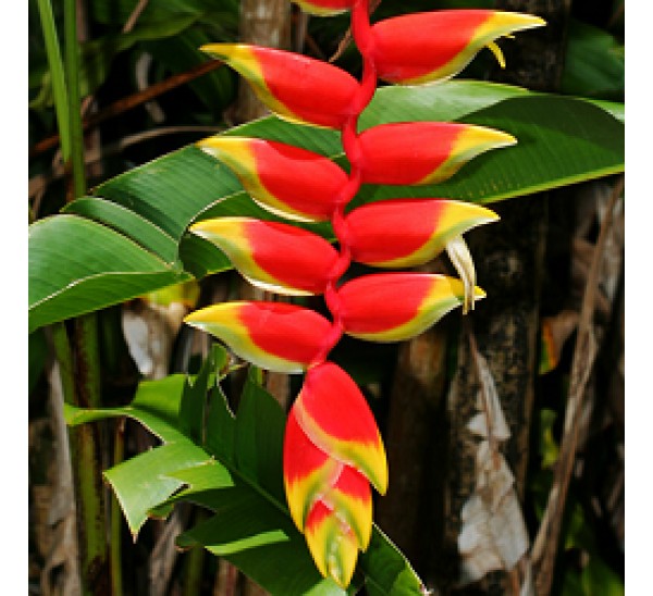 Heliconia Humilis