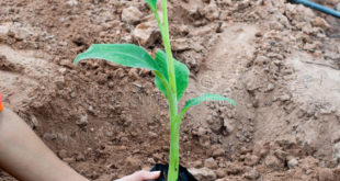 Homem se Prepara Para Plantar Muda de Banana