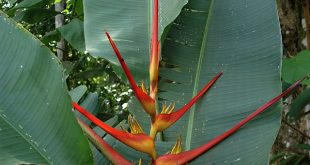 Plantio da Heliconia Latispatha