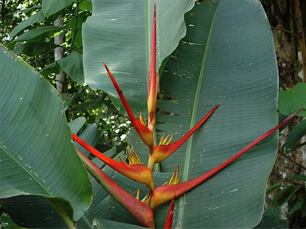 Heliconia Latispatha