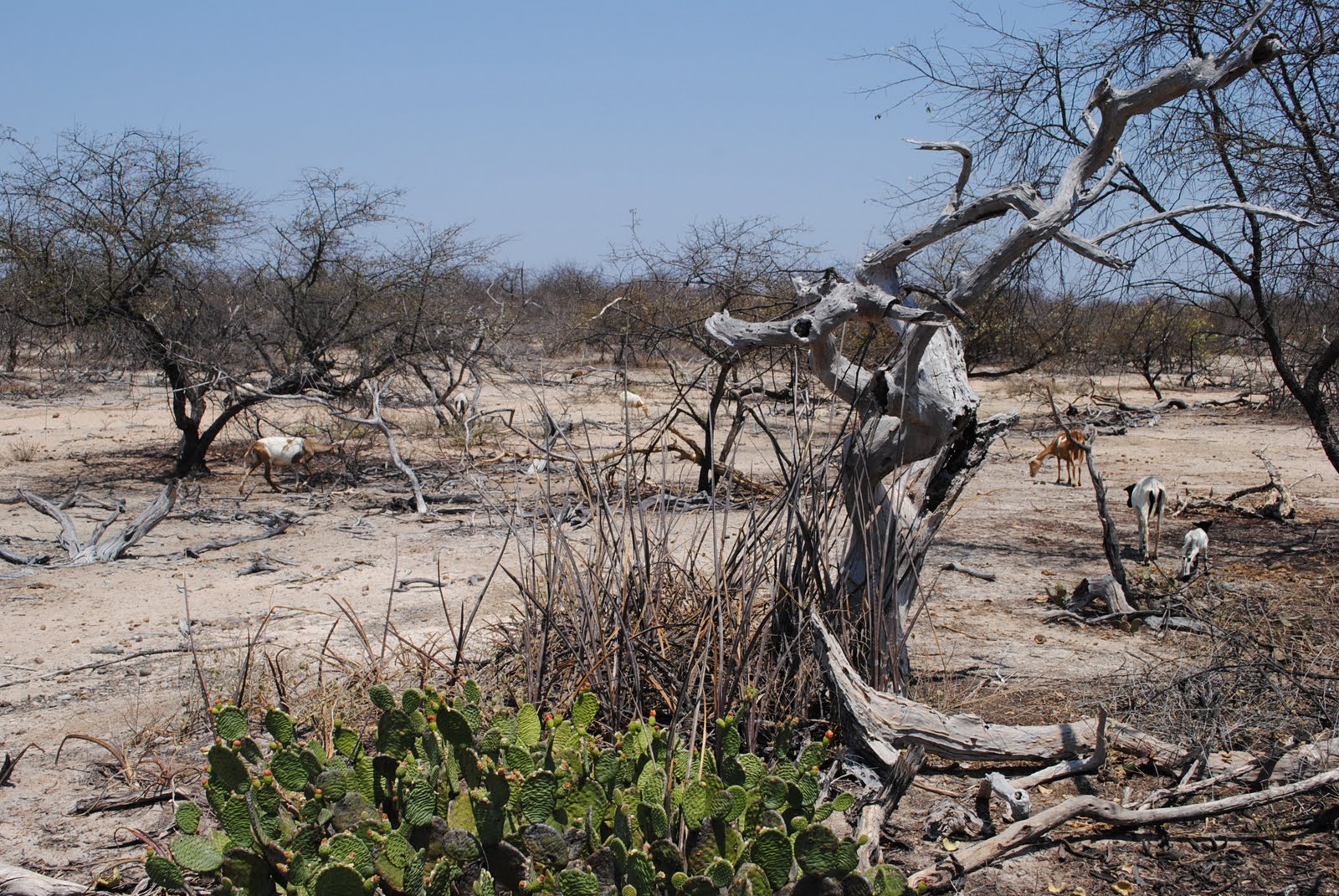 Alimentação dos Animais da Caatinga