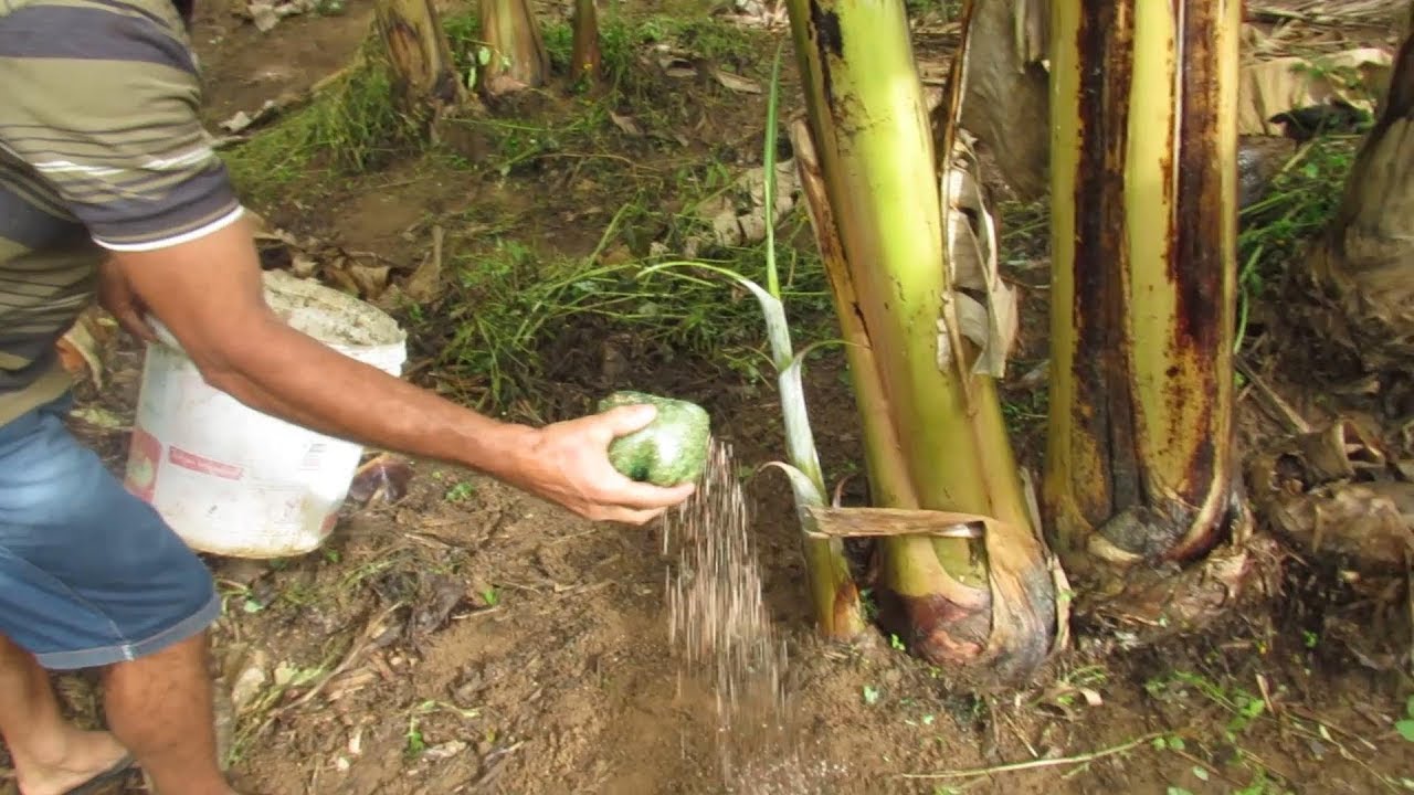 Qual o Melhor Adubo Para Banana Prata?