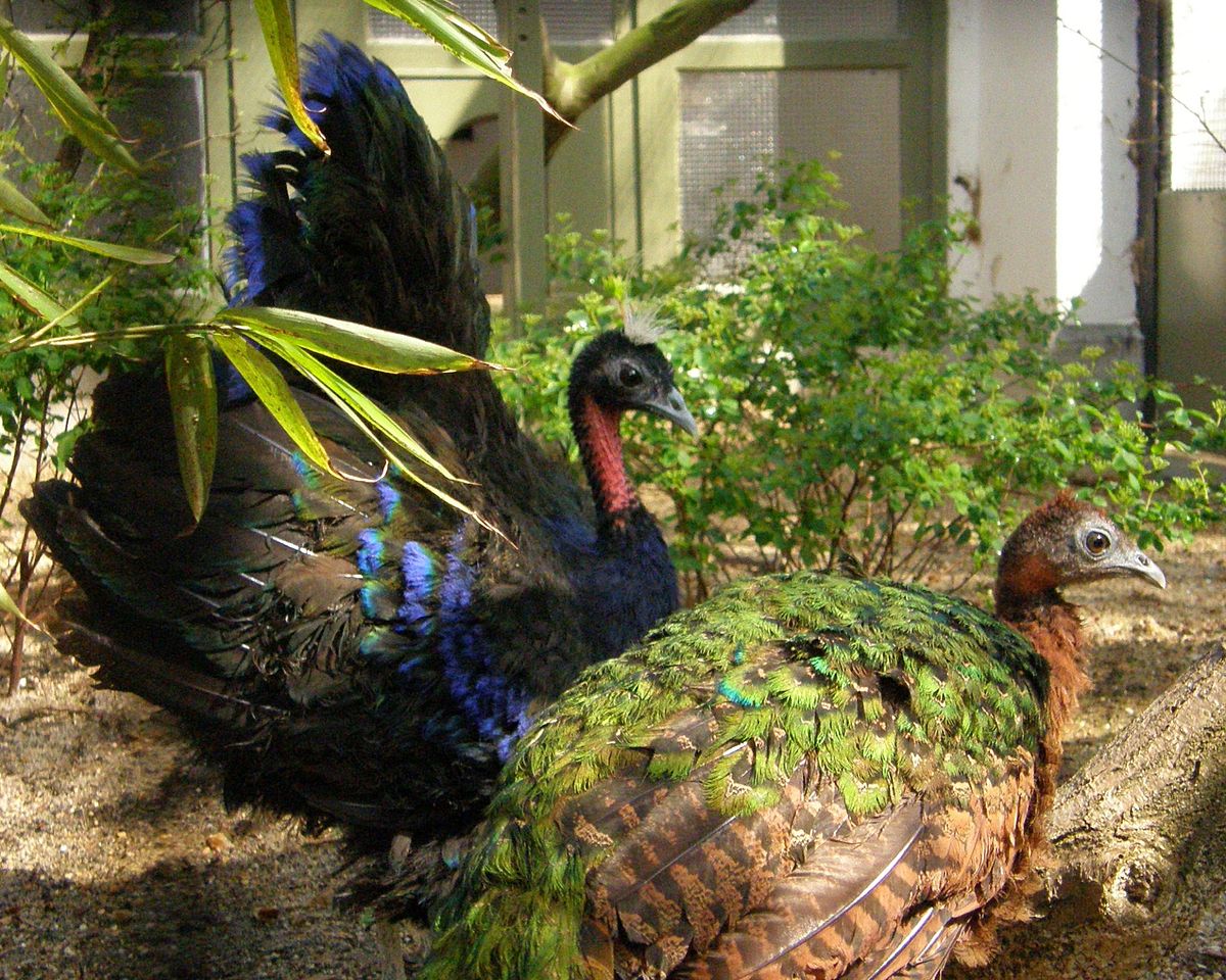 Quais são as Cores do Pavão?