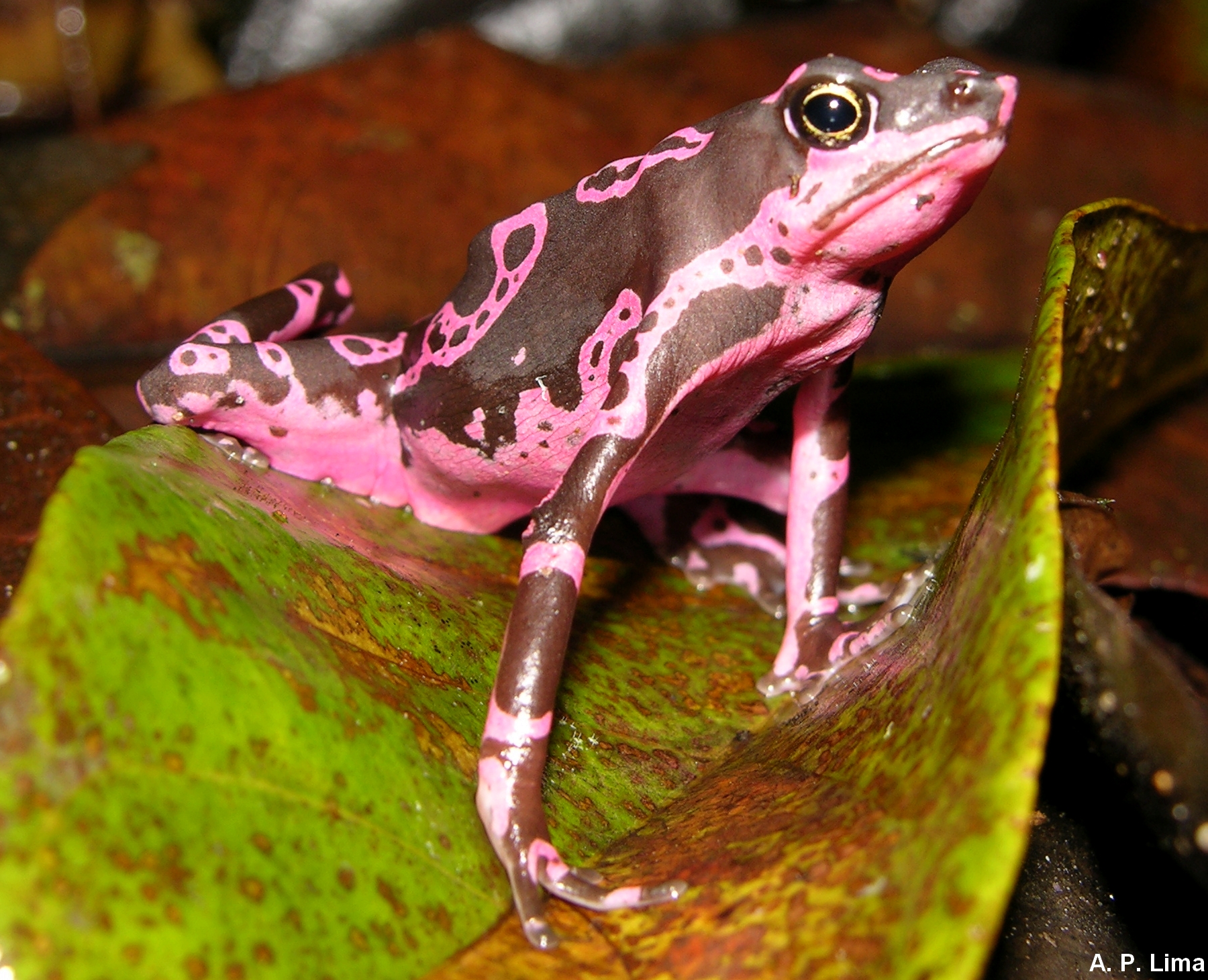 Anfíbios em Extinção na Amazônia