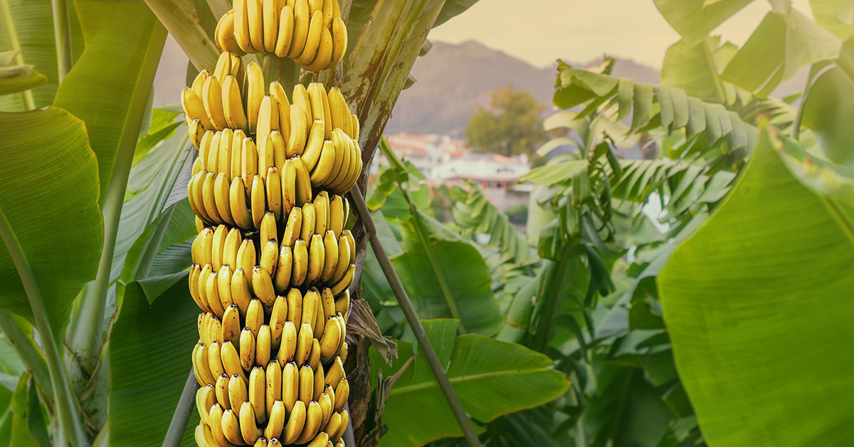 Sistema Orgânico de Produção Para a Cultura da Banana