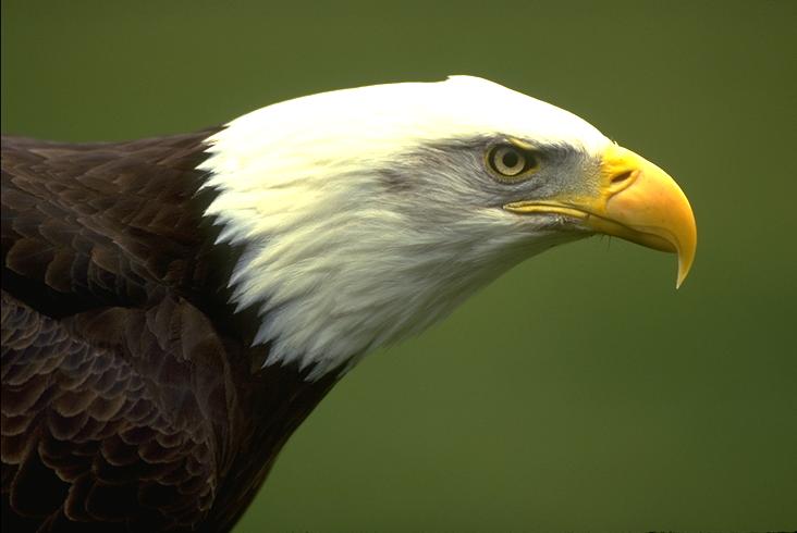 Águia Americana Tamanho