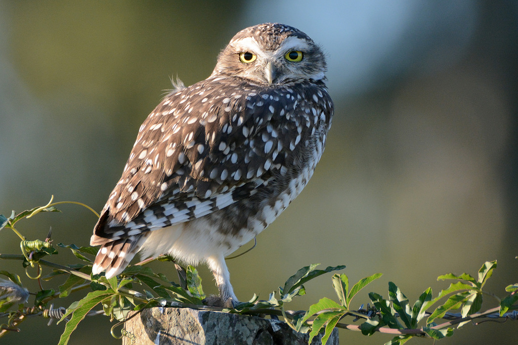 Caburé Chico: Glaucidium Brasilianum