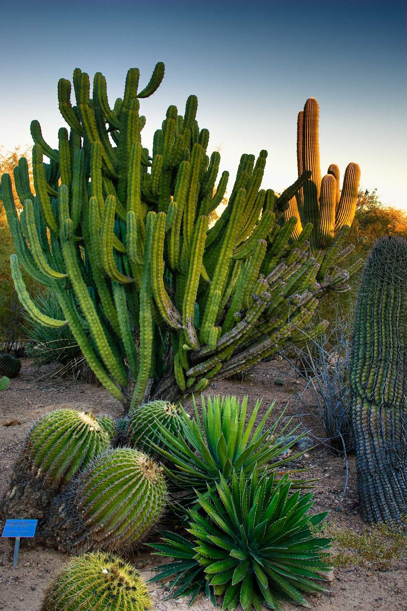 Grand Canyon Vegetação