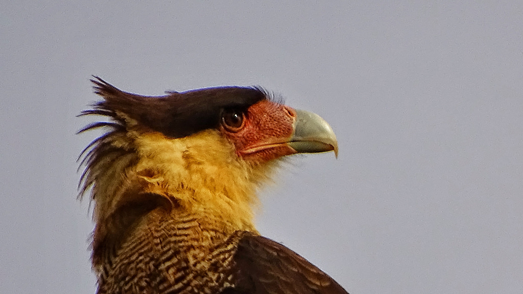 Carcará do Cerrado