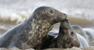 Casal de Foca Cinzenta