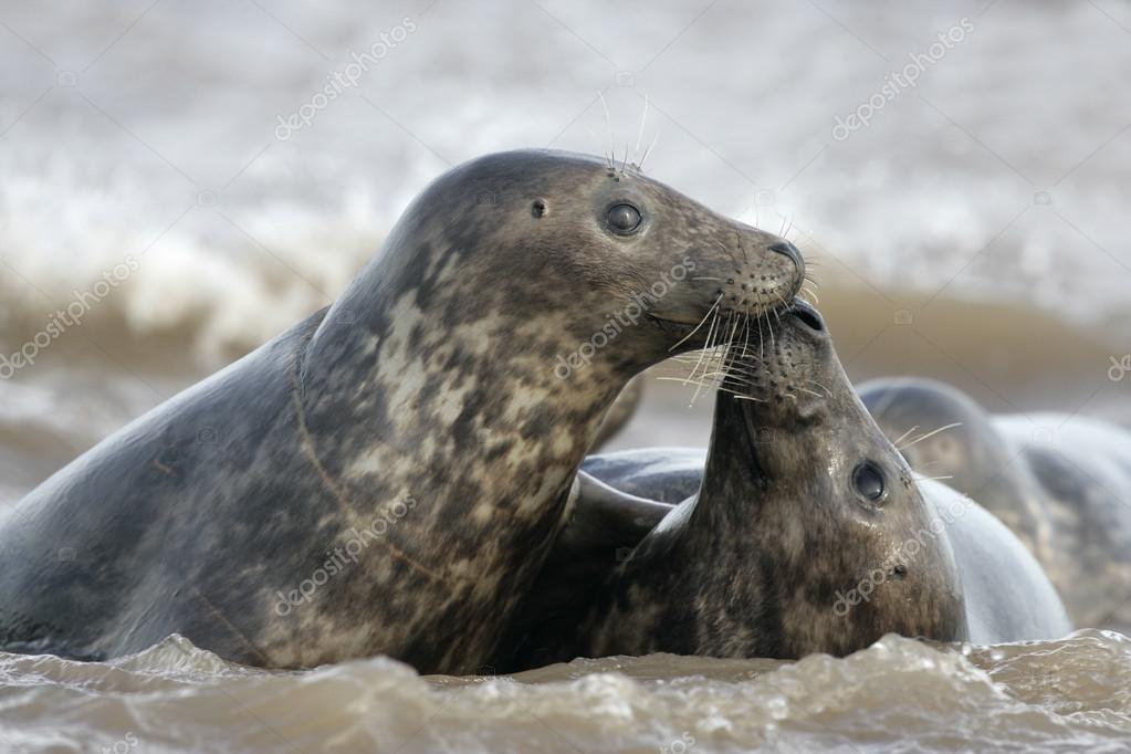 Foca Cinzenta Características