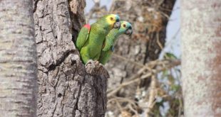 Casal de Papagaio no Ninho