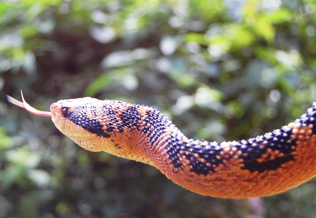 Cobra Surucucu Traíra