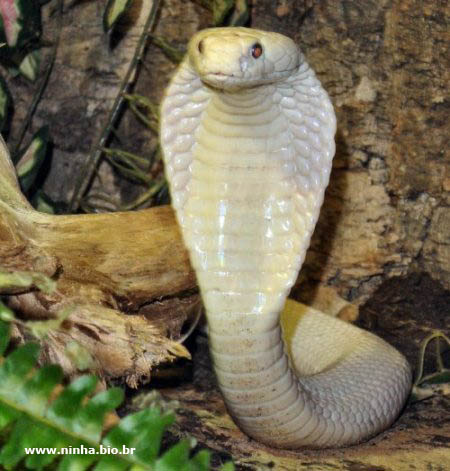 Curiosidades Sobre A Cobra Naja