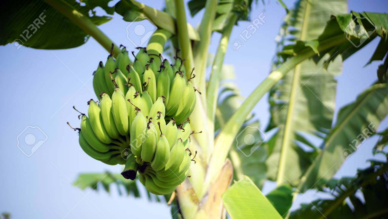 Excesso de Água na Bananeira