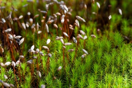 Plantas em Extinção no Mundo