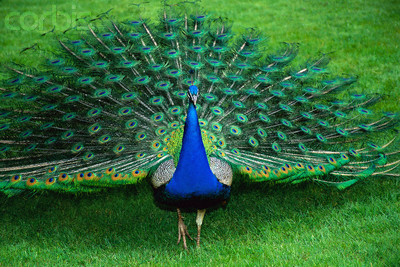 Habitat do Pavão