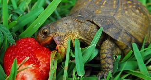 Filhote de Jabuti Comendo