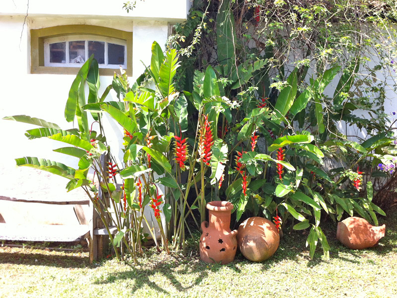 Heliconia Rostrata Em Vaso