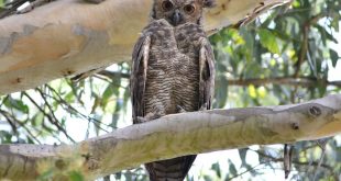 Jacurutu (Bubo virginianus)