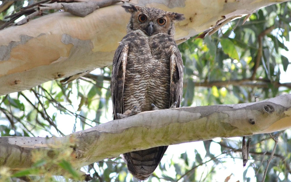 Coruja Gigante no Brasil Existe?