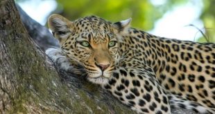 Leopardo Indiano