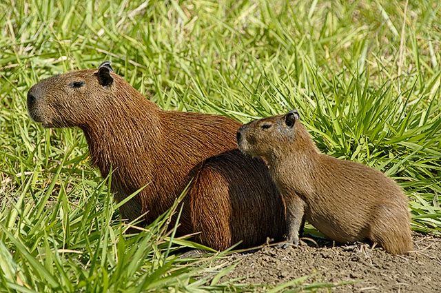 Como as Espécies Vegetais e Animais São Utilizadas na Caatinga