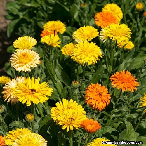 Asteraceae Hortaliças