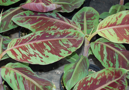 Musa Acuminata Zebrina