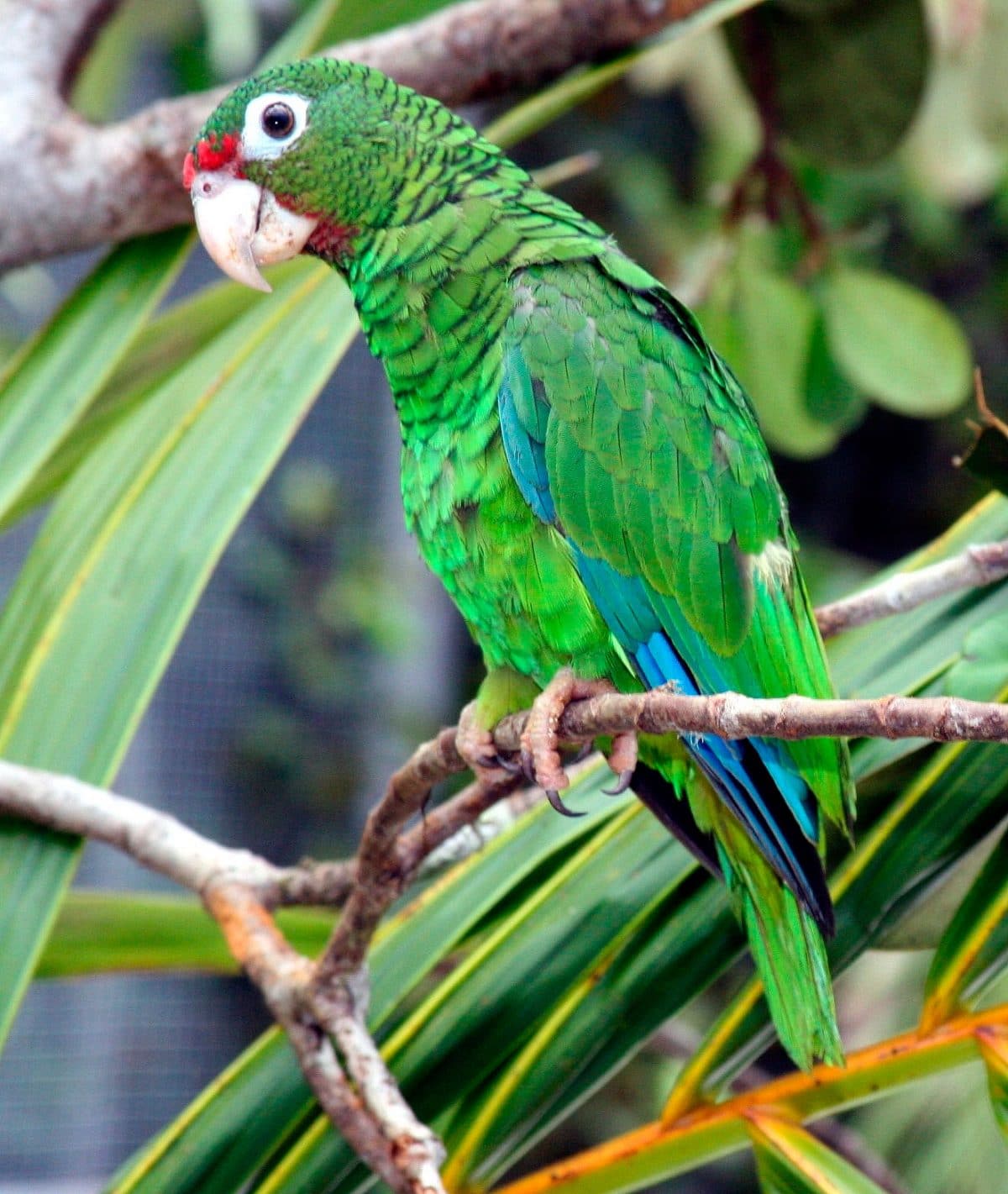 Papagaio de Porto Rico