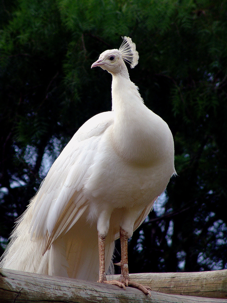 Raça de Pavão