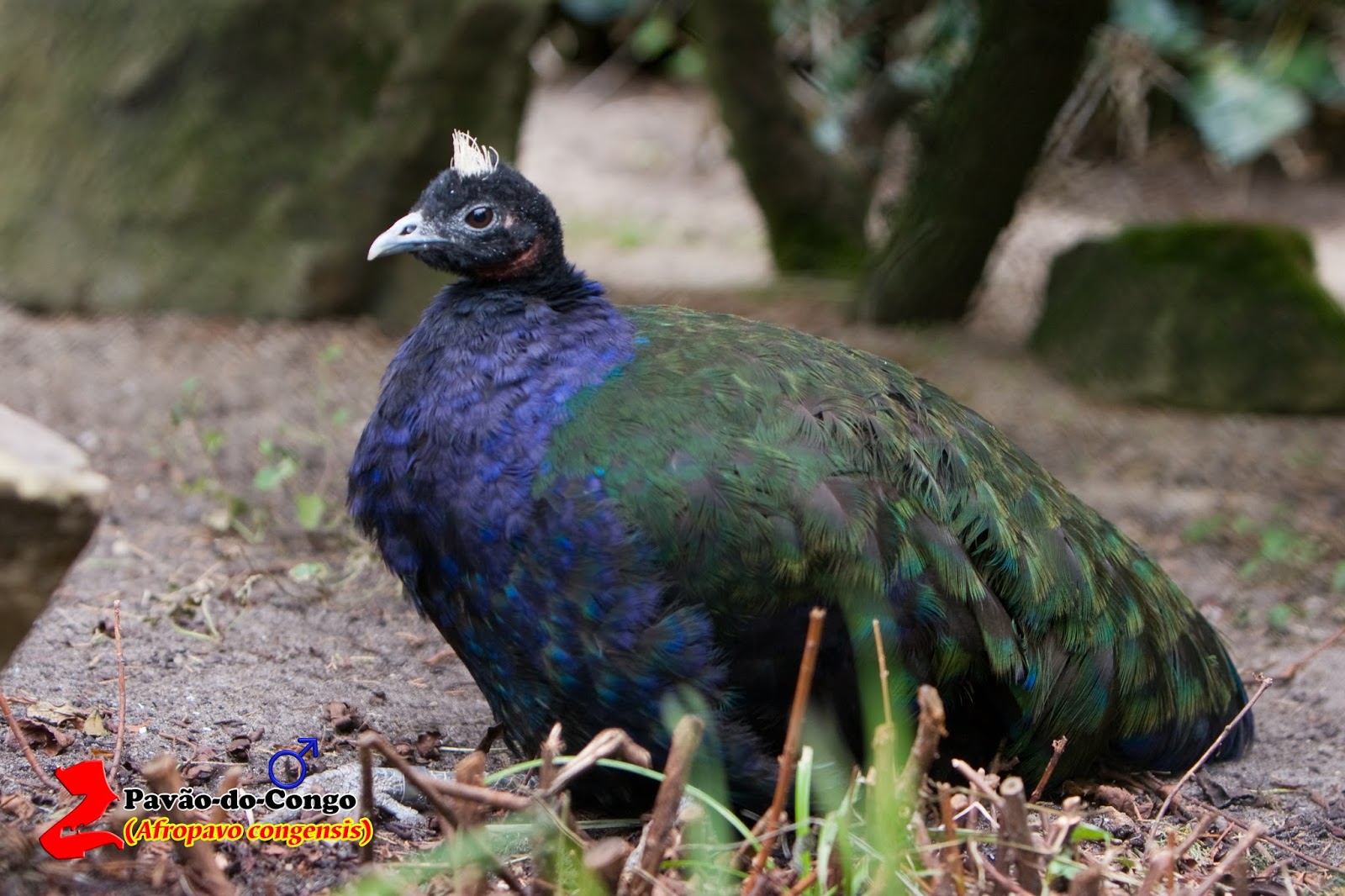 Pavão do Congo