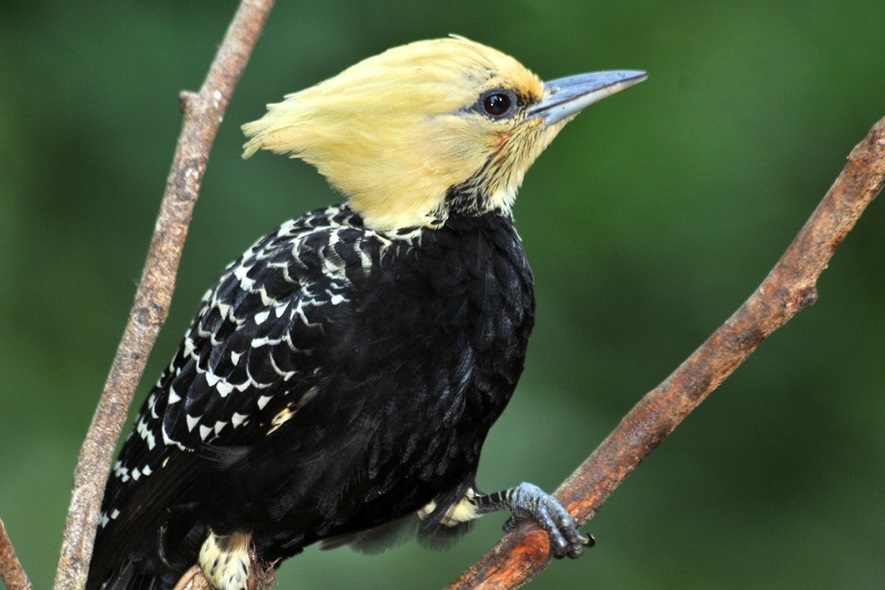 Aves em Extinção no Pantanal