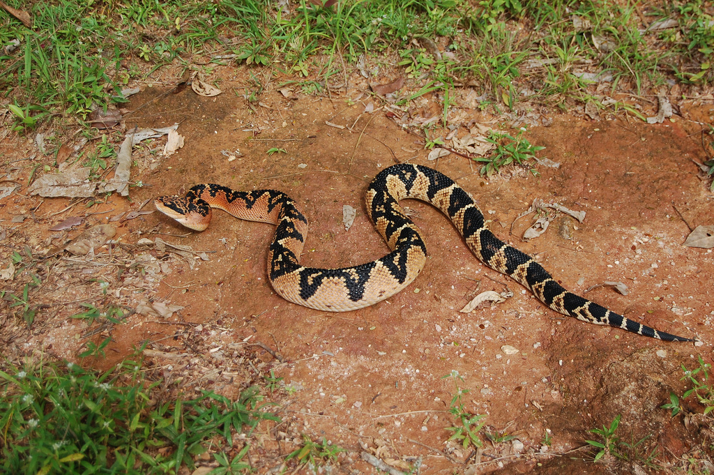 Cobra Surucucu Tapete