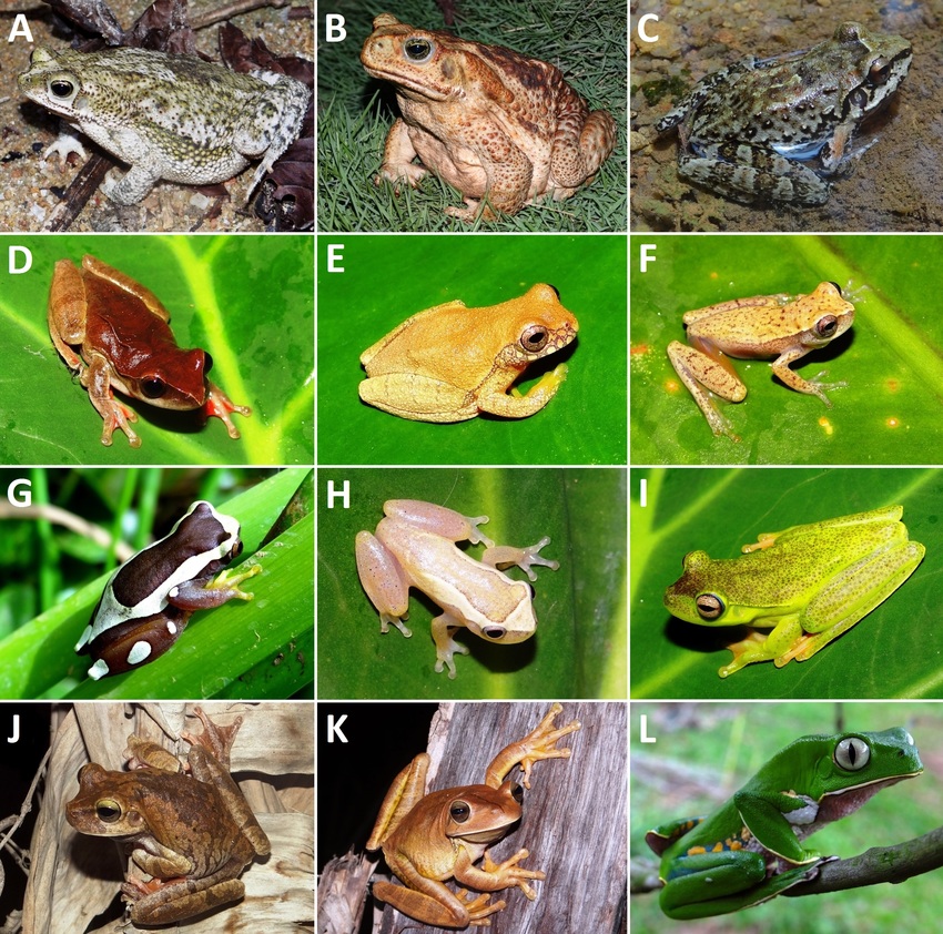 Anfíbios em Extinção no Brasil