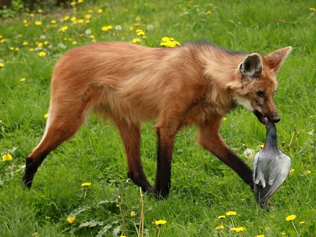 Lista de Animais em Extinção no Centro-Oeste